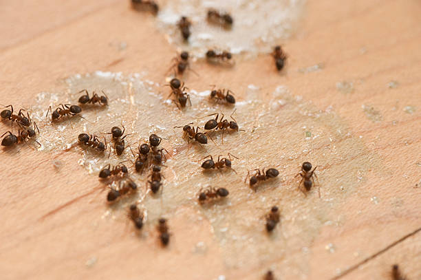 Best Cockroach Control Services  in Towanda, PA