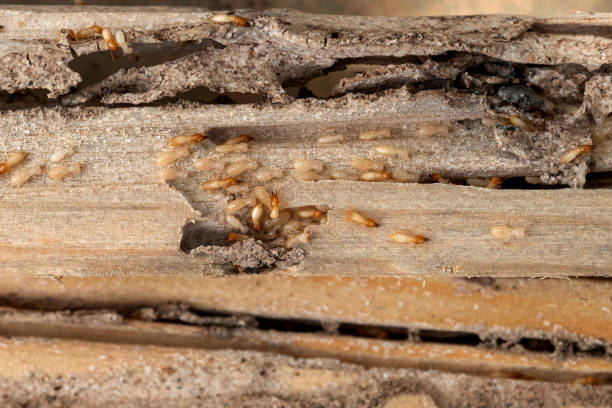 Best Emergency Pest Control  in Towanda, PA